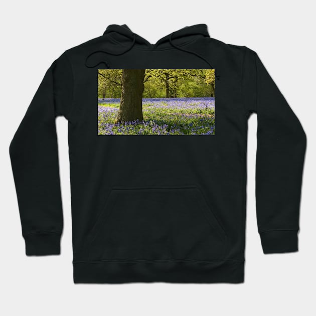 Bluebell Wood Hoodie by Chris Petty